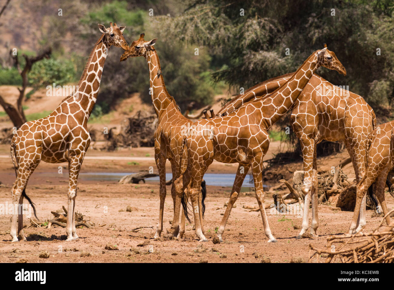 Reticulated giraffe (Giraffa camelopardalis reticulata), Samburu National Game Park Reserve, Kenya, East Africa Stock Photo