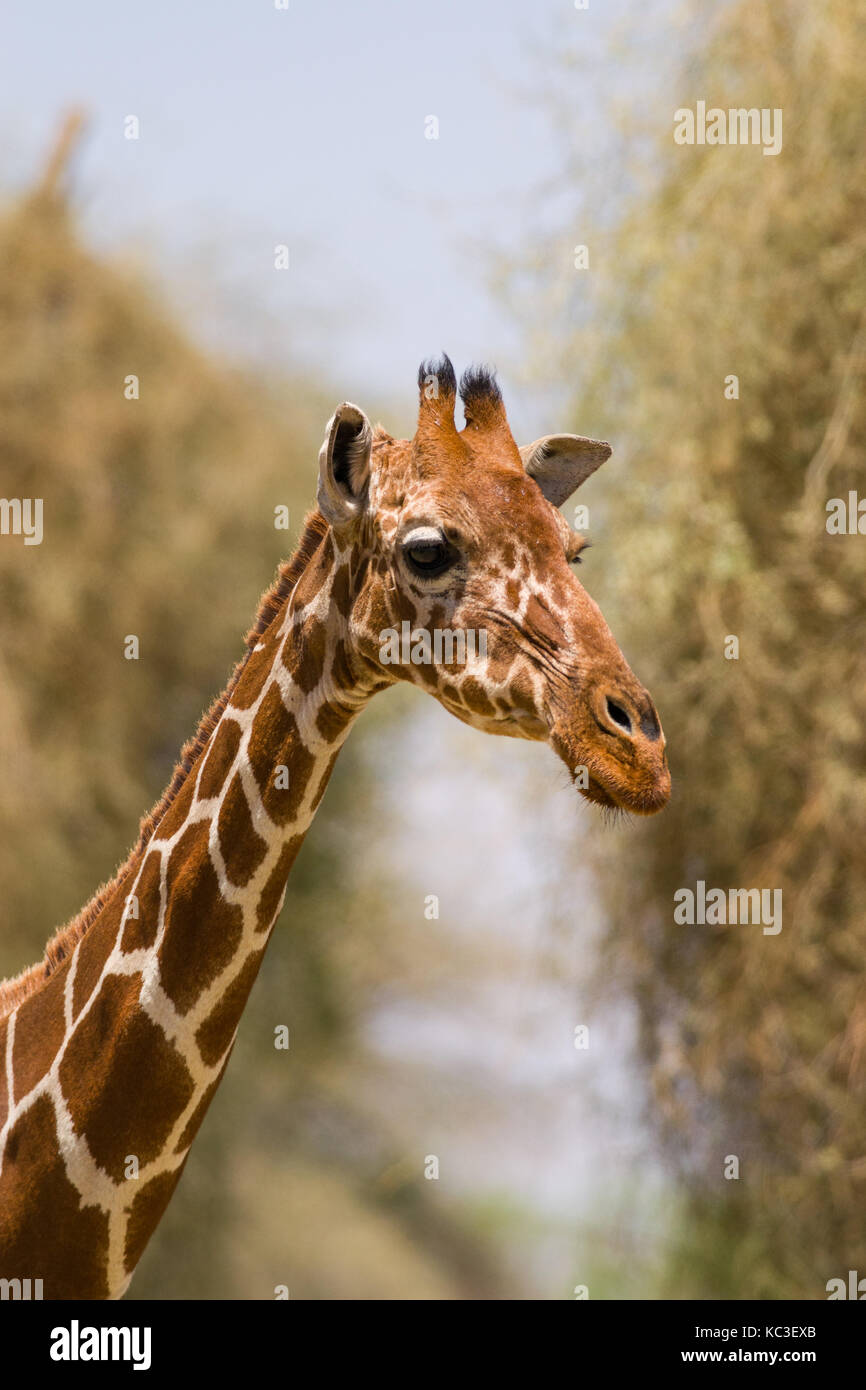 Reticulated giraffe (Giraffa camelopardalis reticulata), Samburu National Game Park Reserve, Kenya, East Africa Stock Photo