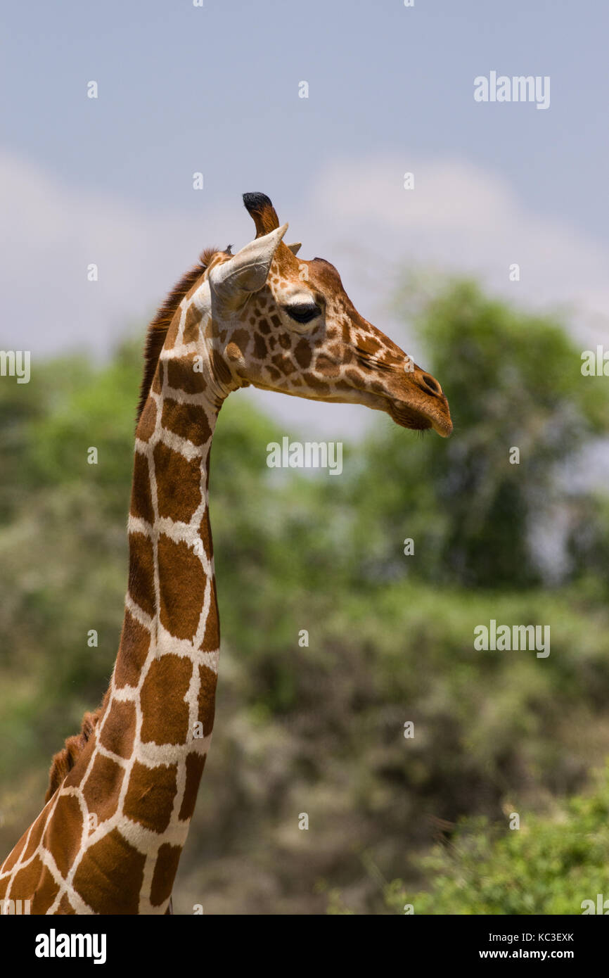 Reticulated giraffe (Giraffa camelopardalis reticulata), Samburu National Game Park Reserve, Kenya, East Africa Stock Photo