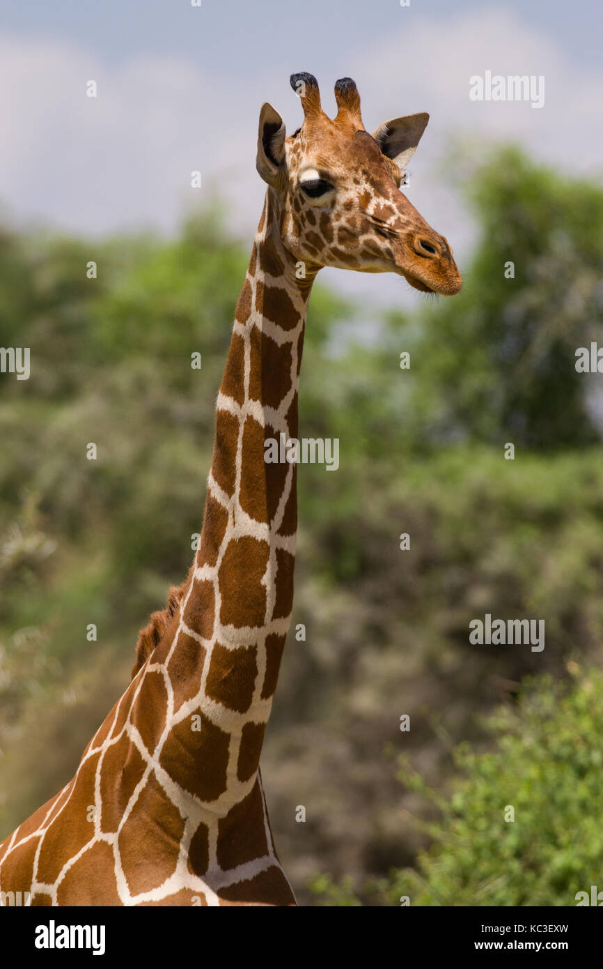 Reticulated giraffe (Giraffa camelopardalis reticulata), Samburu National Game Park Reserve, Kenya, East Africa Stock Photo