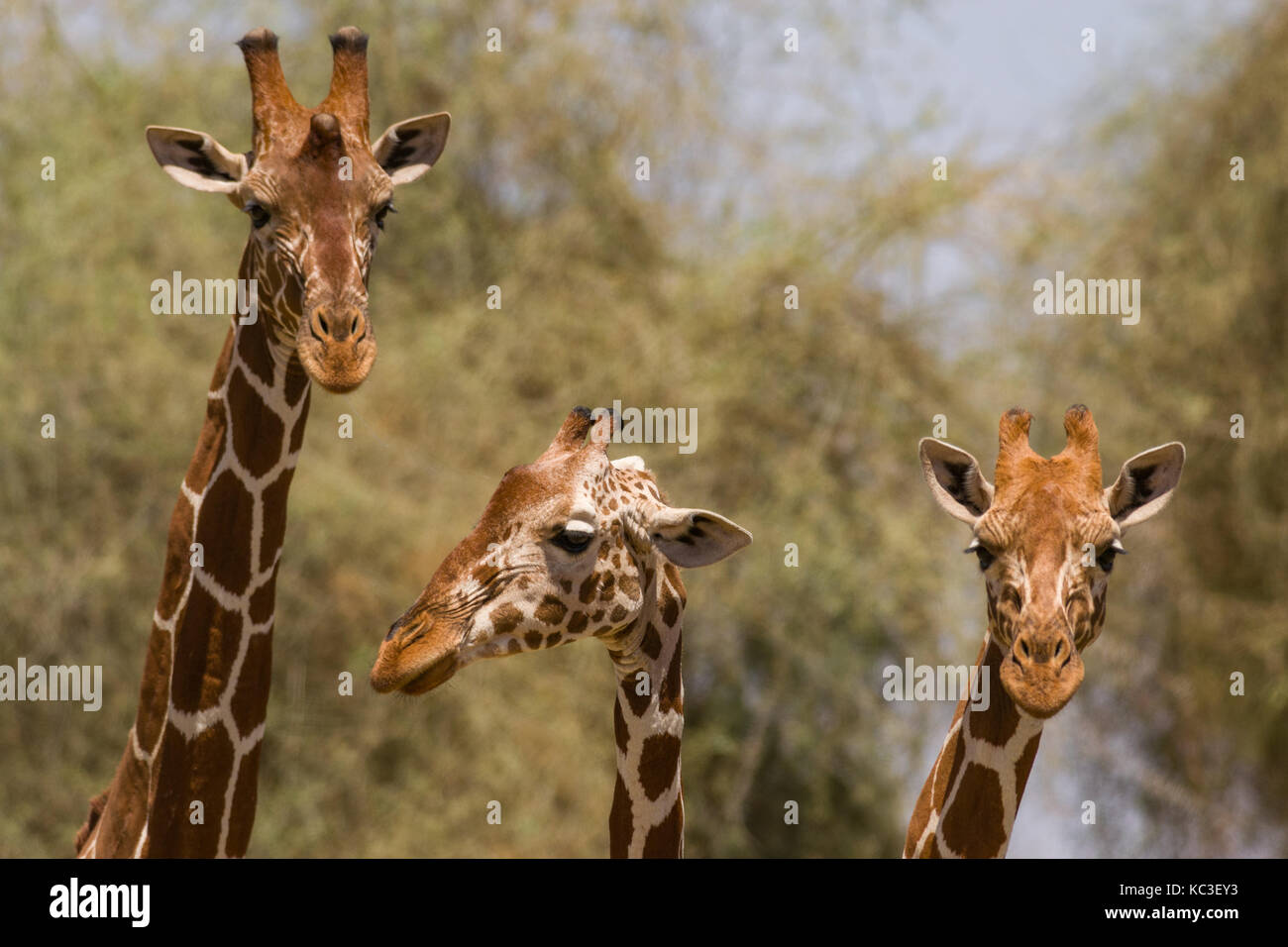 Reticulated giraffe (Giraffa camelopardalis reticulata), Samburu National Game Park Reserve, Kenya, East Africa Stock Photo