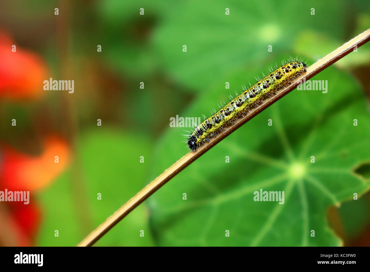 A closeup of a tiny caterpillar crawling along the stem of a plant