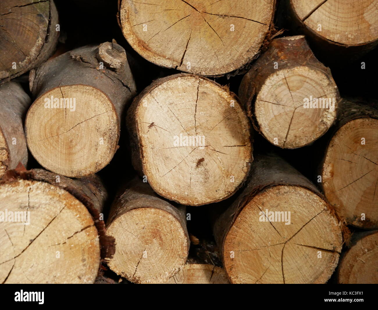 Logs ready to burn Stock Photo Alamy