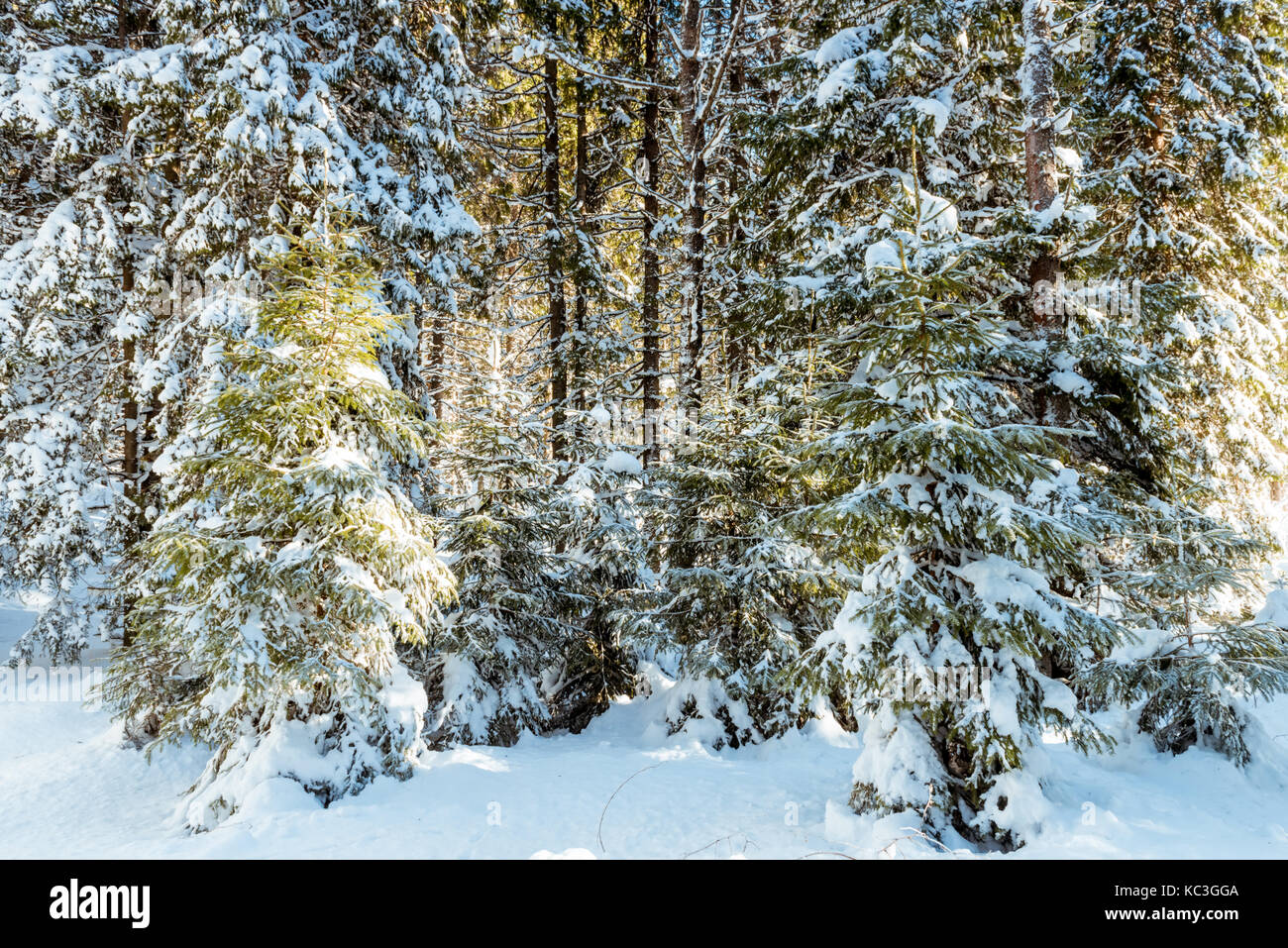 Fir branches in forest covered with snow Stock Photo