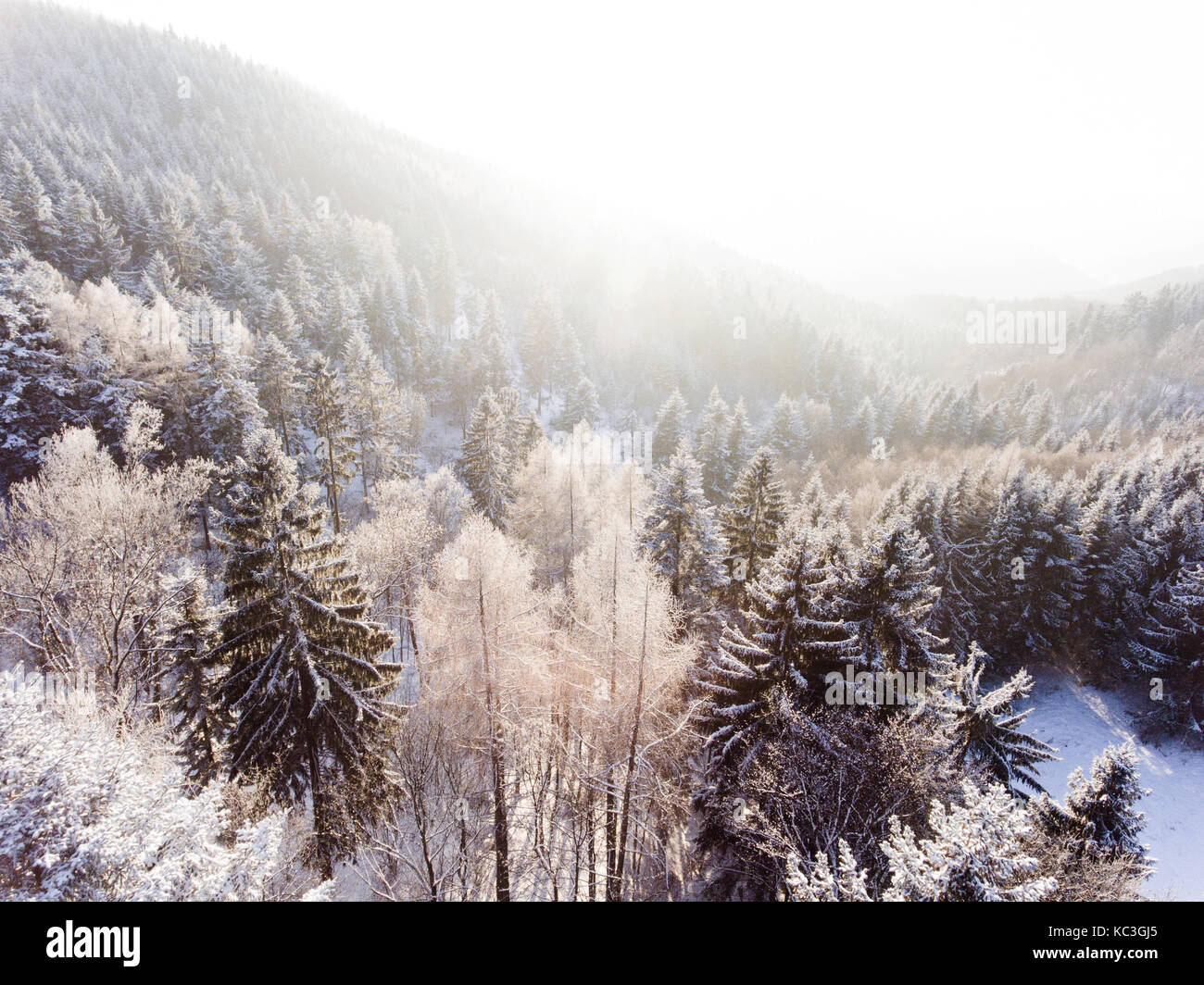 Aerial view of coniferous forest in winter Stock Photo - Alamy