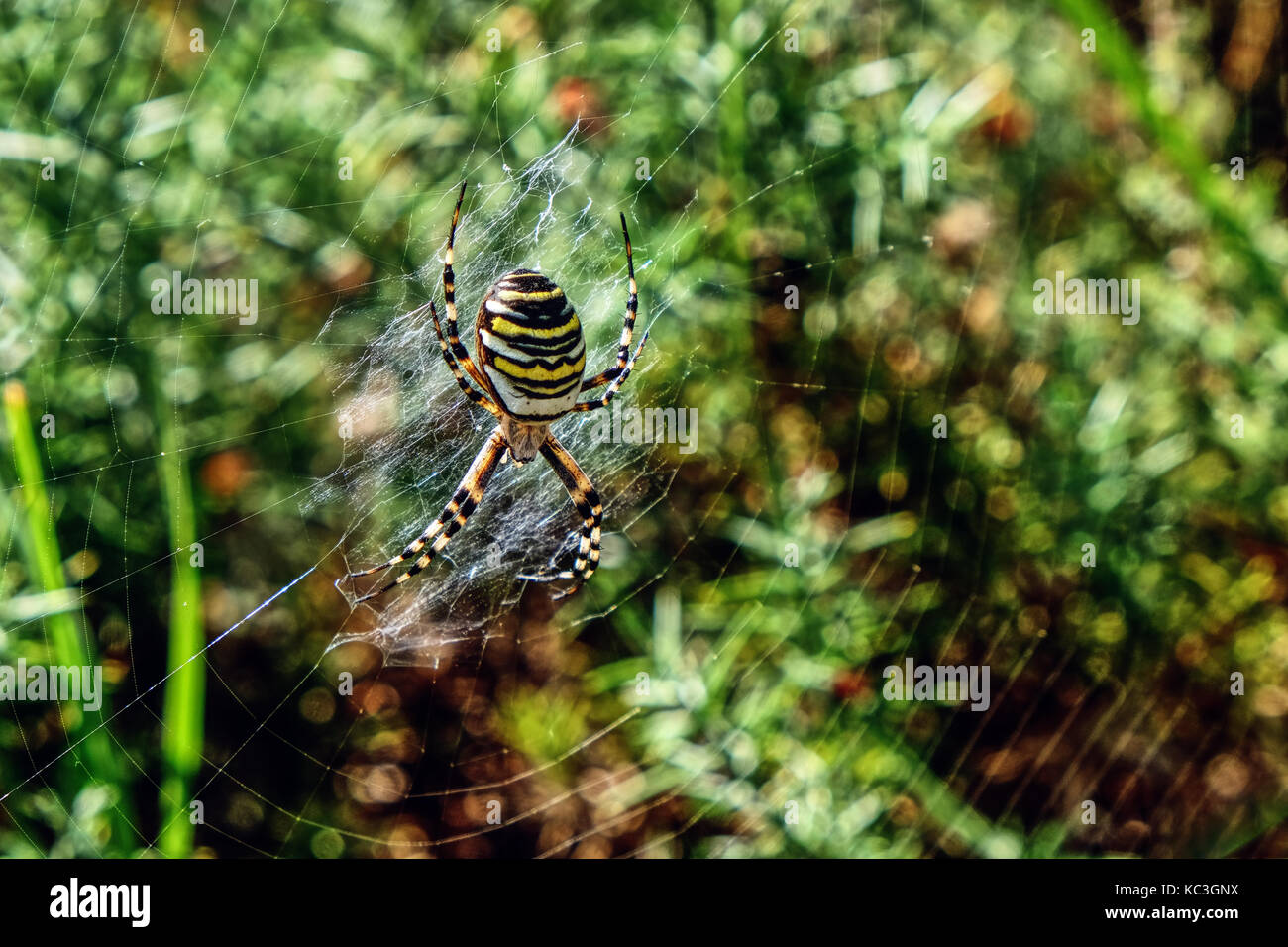Argiope bruennichi, 'Wasp Spider' Stock Photo