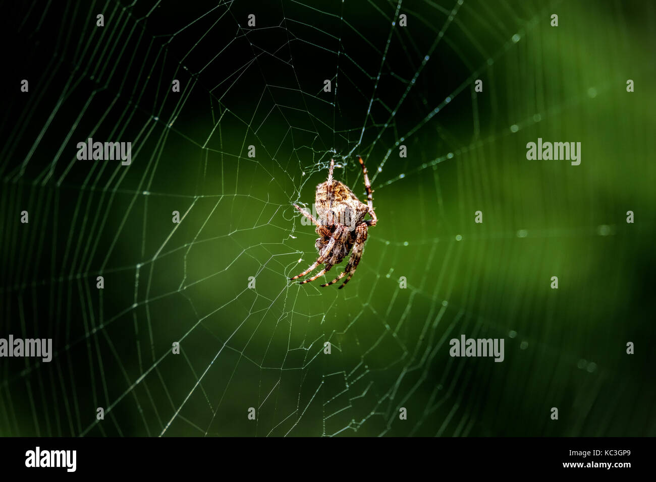 Araneus angulatus, Angular Orbweb Spider Stock Photo