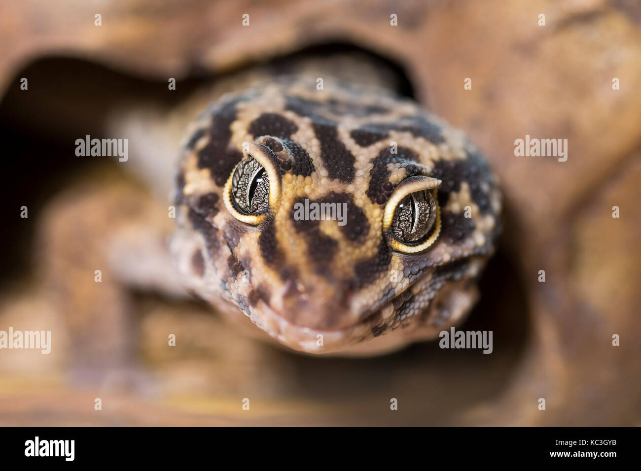 Leopard Gecko (Eublepharis macularius) Stock Photo