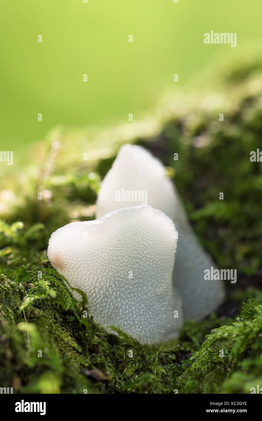 toothed jelly fungus, white jelly mushroom - The Forest of Dean, UK Stock Photo