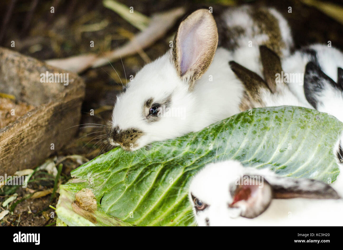 Yong Rabbit Cute Baby Rabbit Stock Photo - Alamy