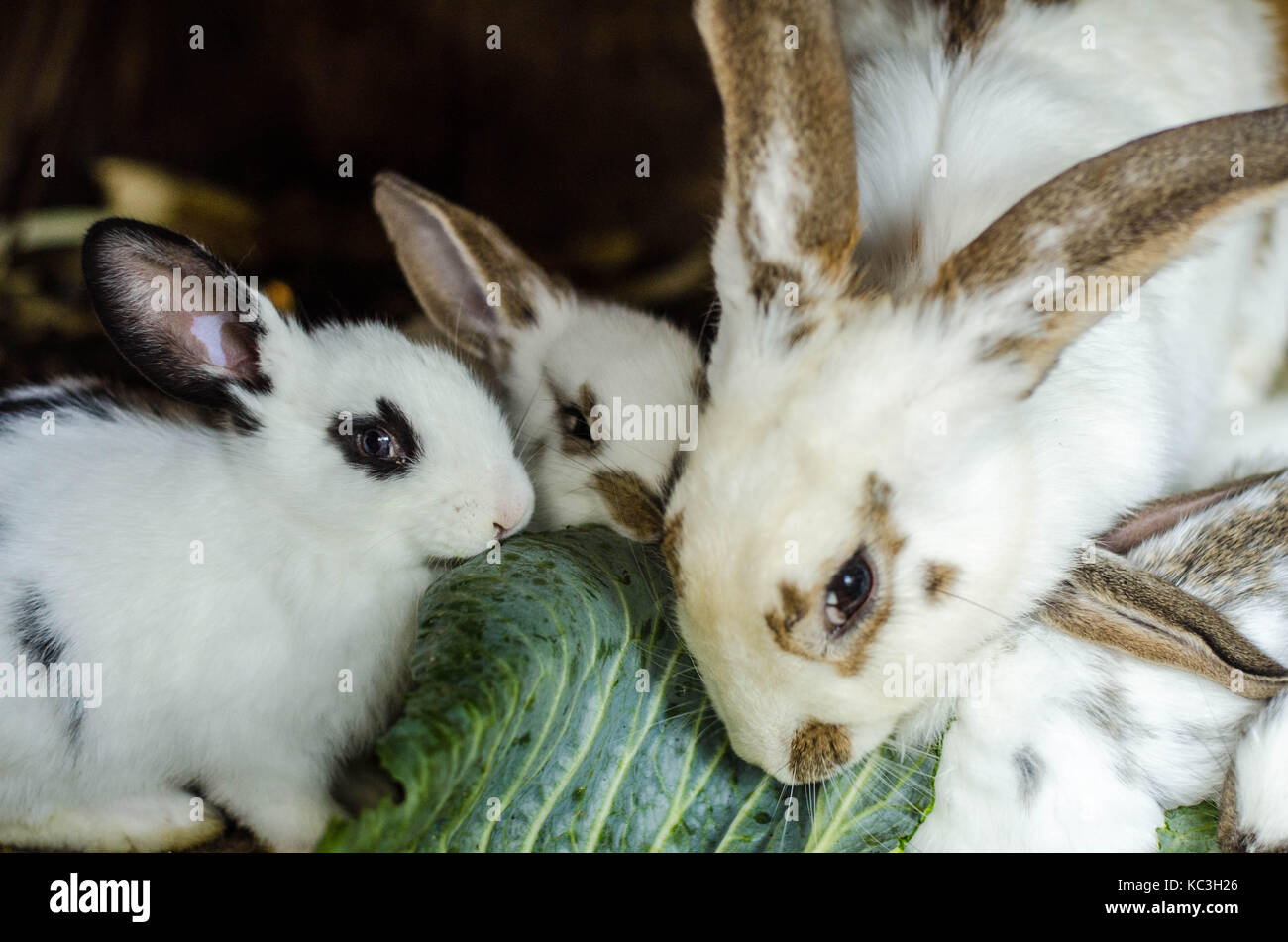 Yong Rabbit Cute Baby Rabbit Stock Photo - Alamy