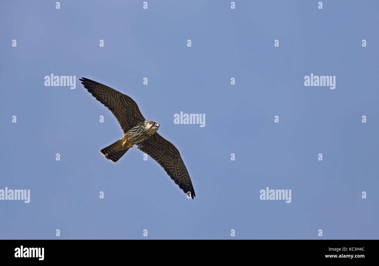 Eurasian Hobby (Falco subbuteo Stock Photo Alamy