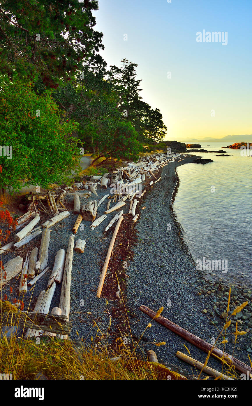 A curved shore line with piles of driftwood at Pipers Lagoon park at Nanaimo Vancouver Island British Columbia, Canada. Stock Photo