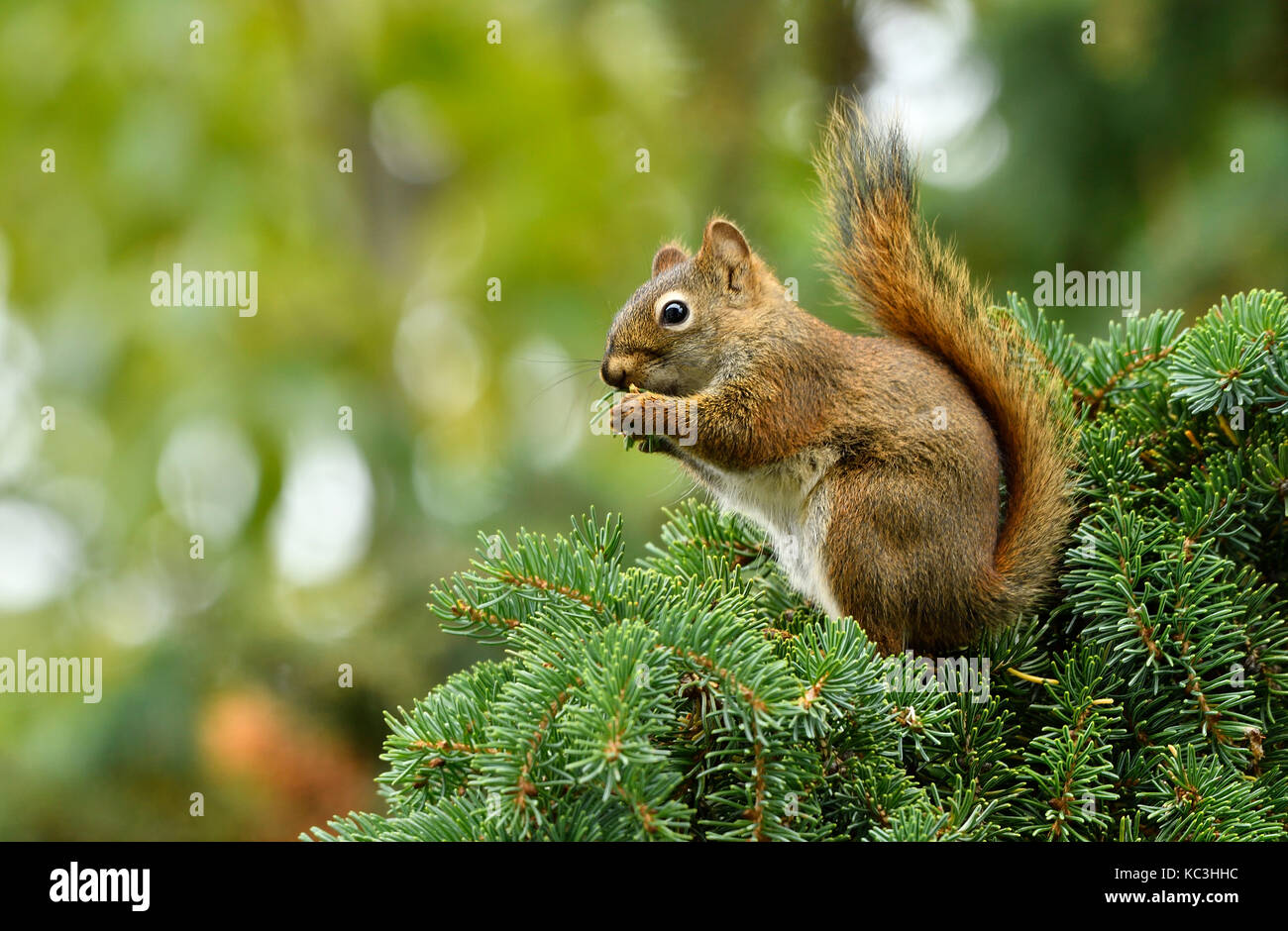A red squirrel Tamiasciurus hudsonicus; sitting on on a spruce tree branch eating the fresh