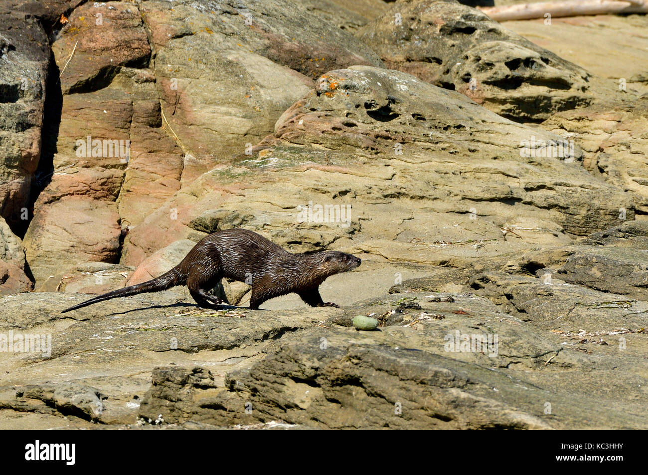 A river otter (Lutra canadensis); making his way over the rocky shore on Vancouver Island B.C. Stock Photo