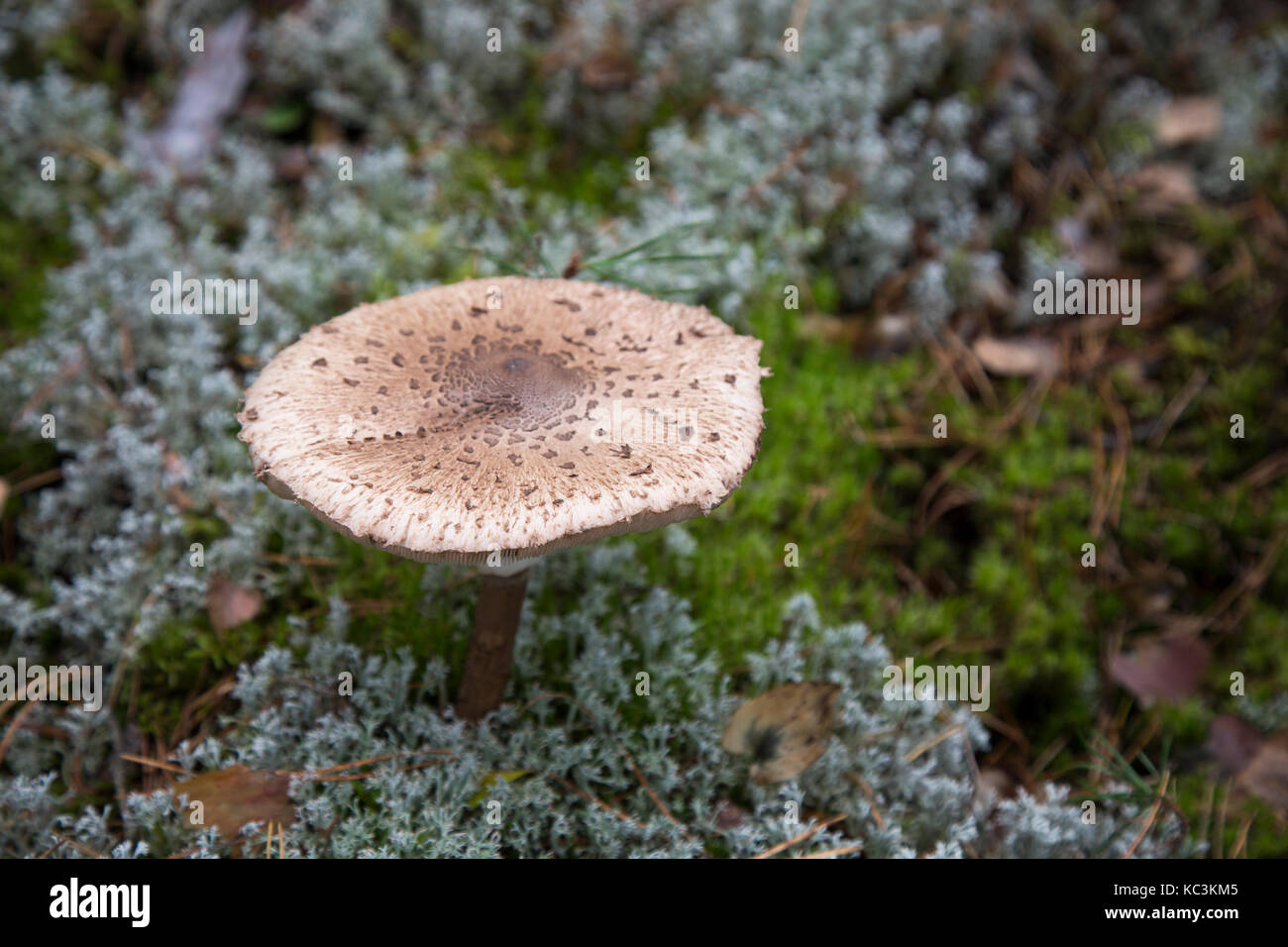 Wild mushroom Stock Photo