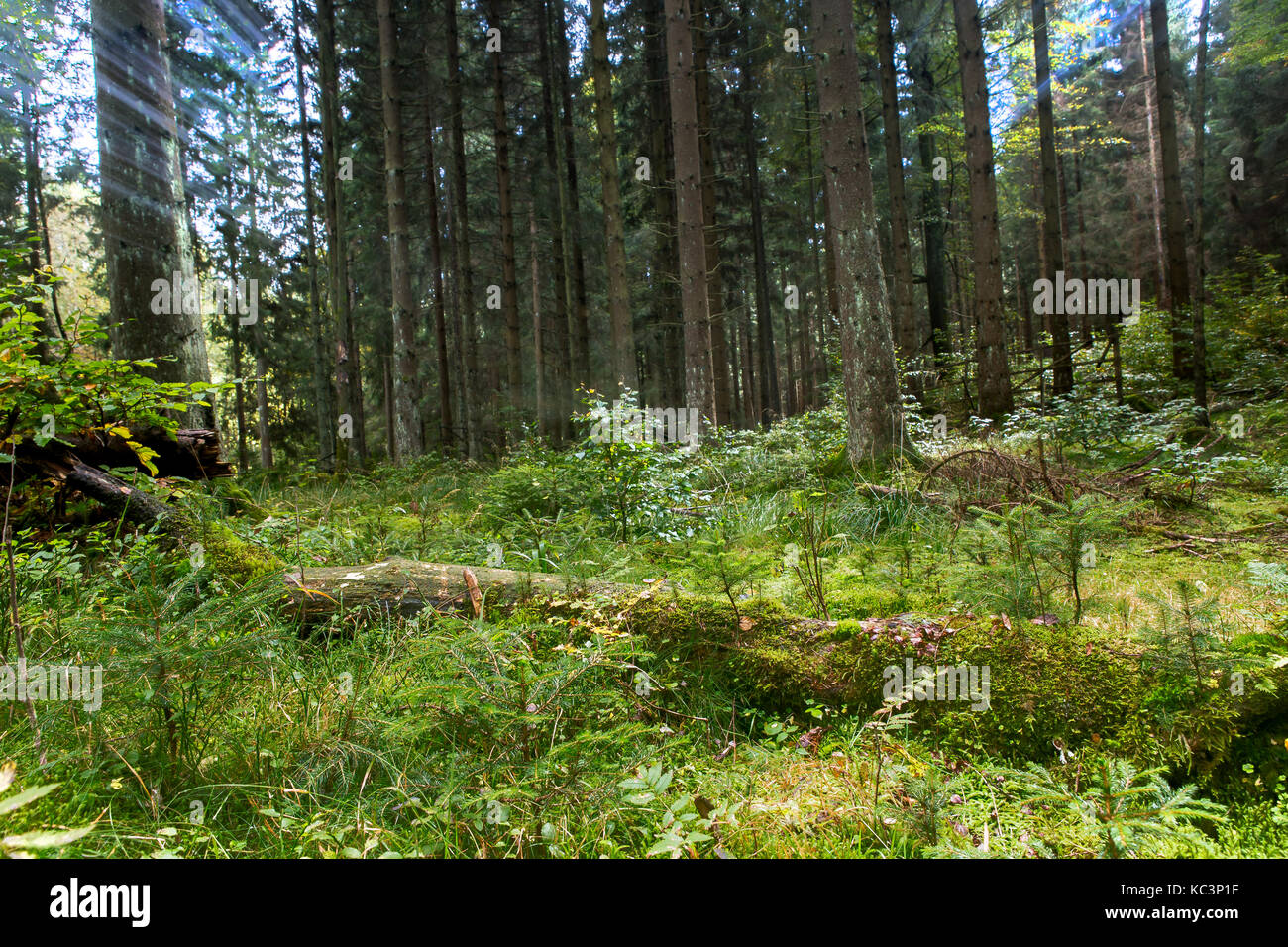 Mystic Forest in the Harz Mountains in Germany Stock Photo