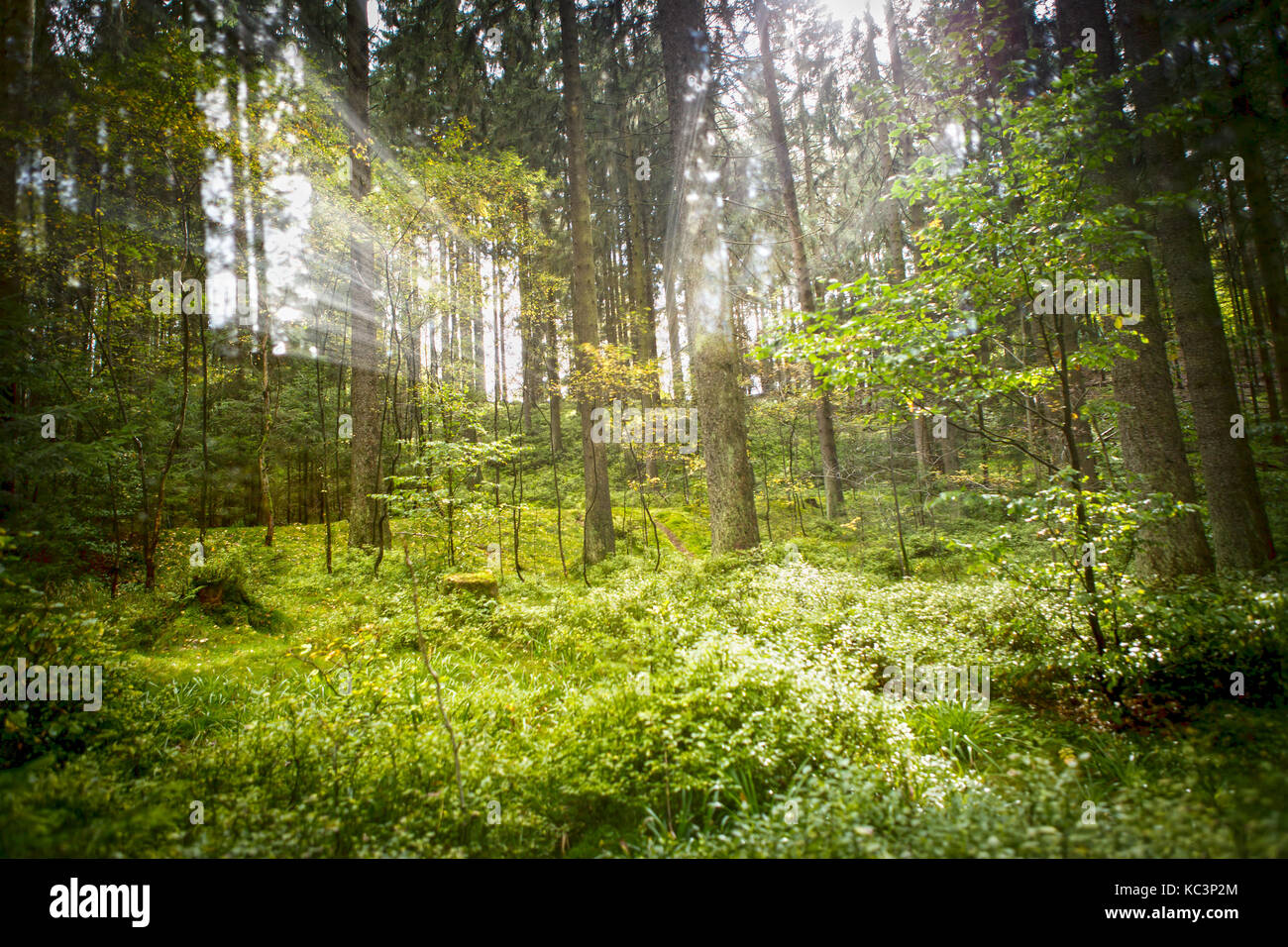 Light flooded the Forest Stock Photo