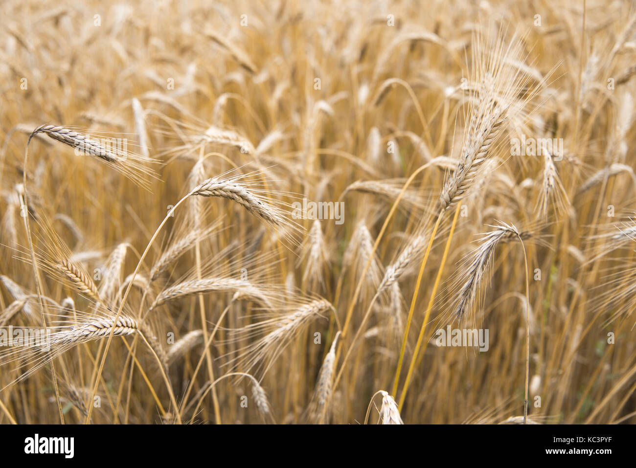 Wheat sprouts growing in the field, in the sunlight Stock Photo