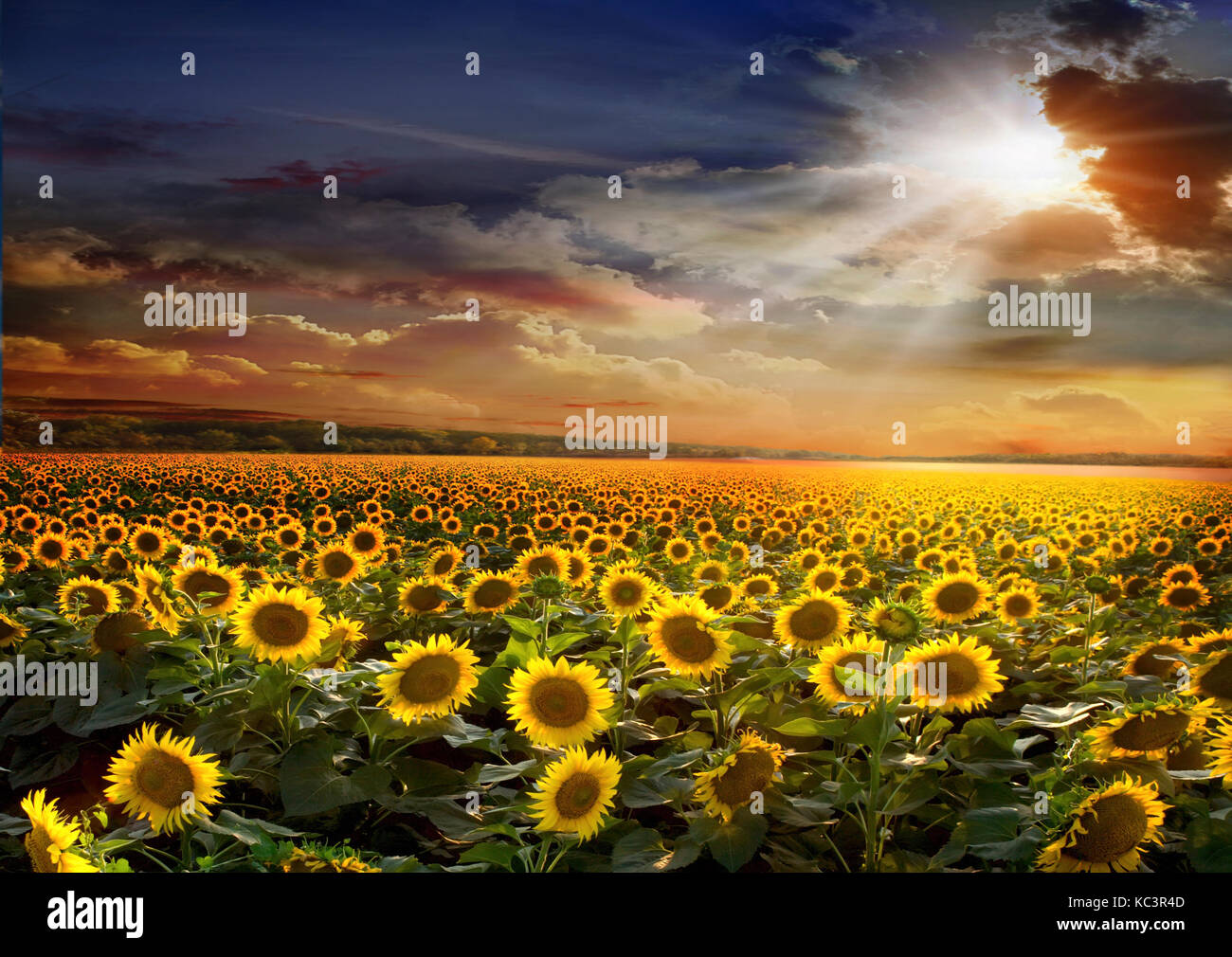 Beautiful sunflowers field on sunset background Stock Photo - Alamy