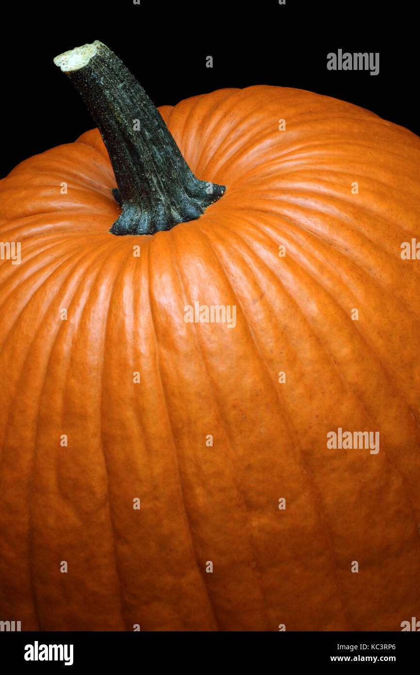 Closeup photo of a pumpkin against a black background Stock Photo - Alamy