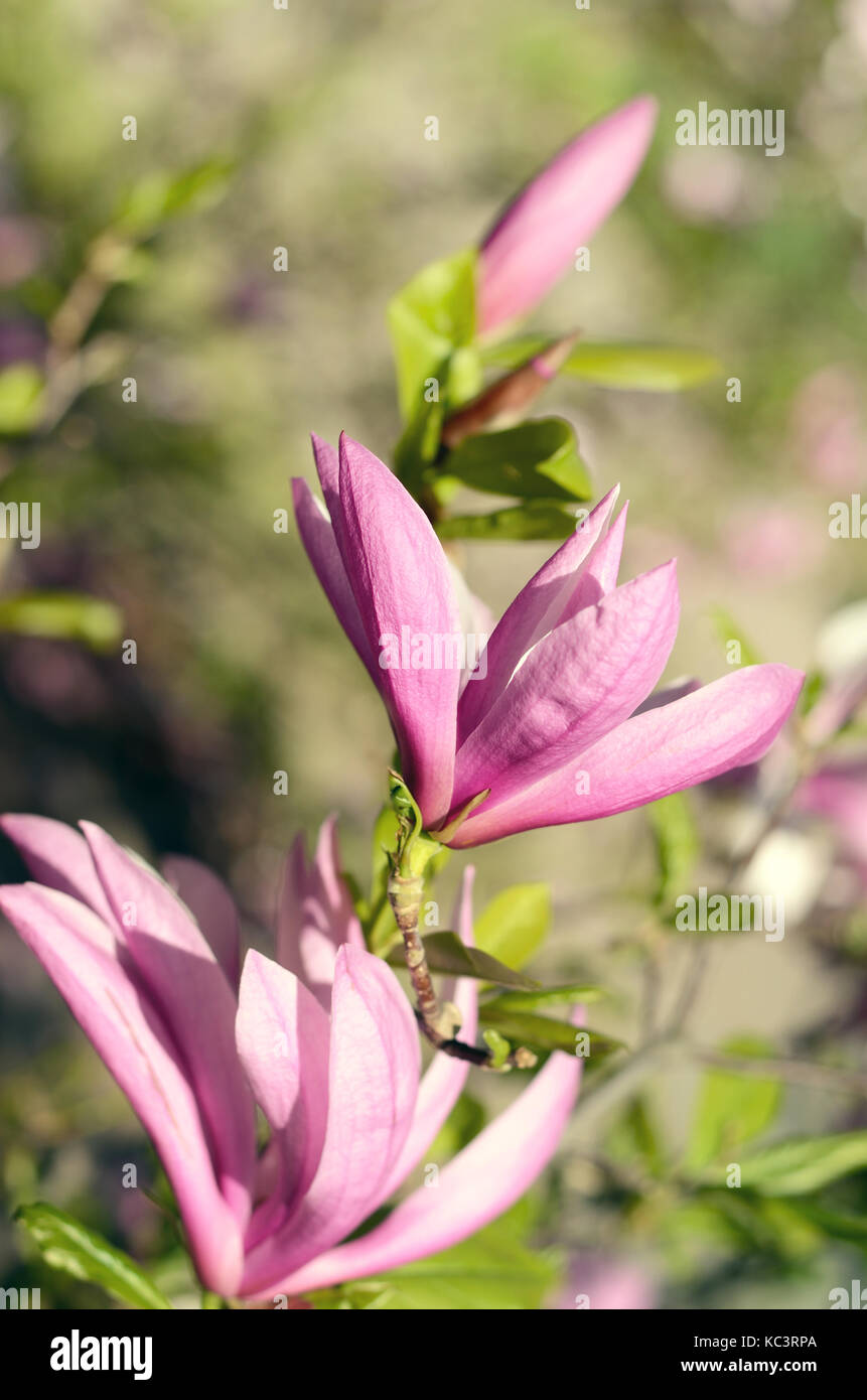 Close up picture of Magnolia flowers blooming in a spring. Hipster ...