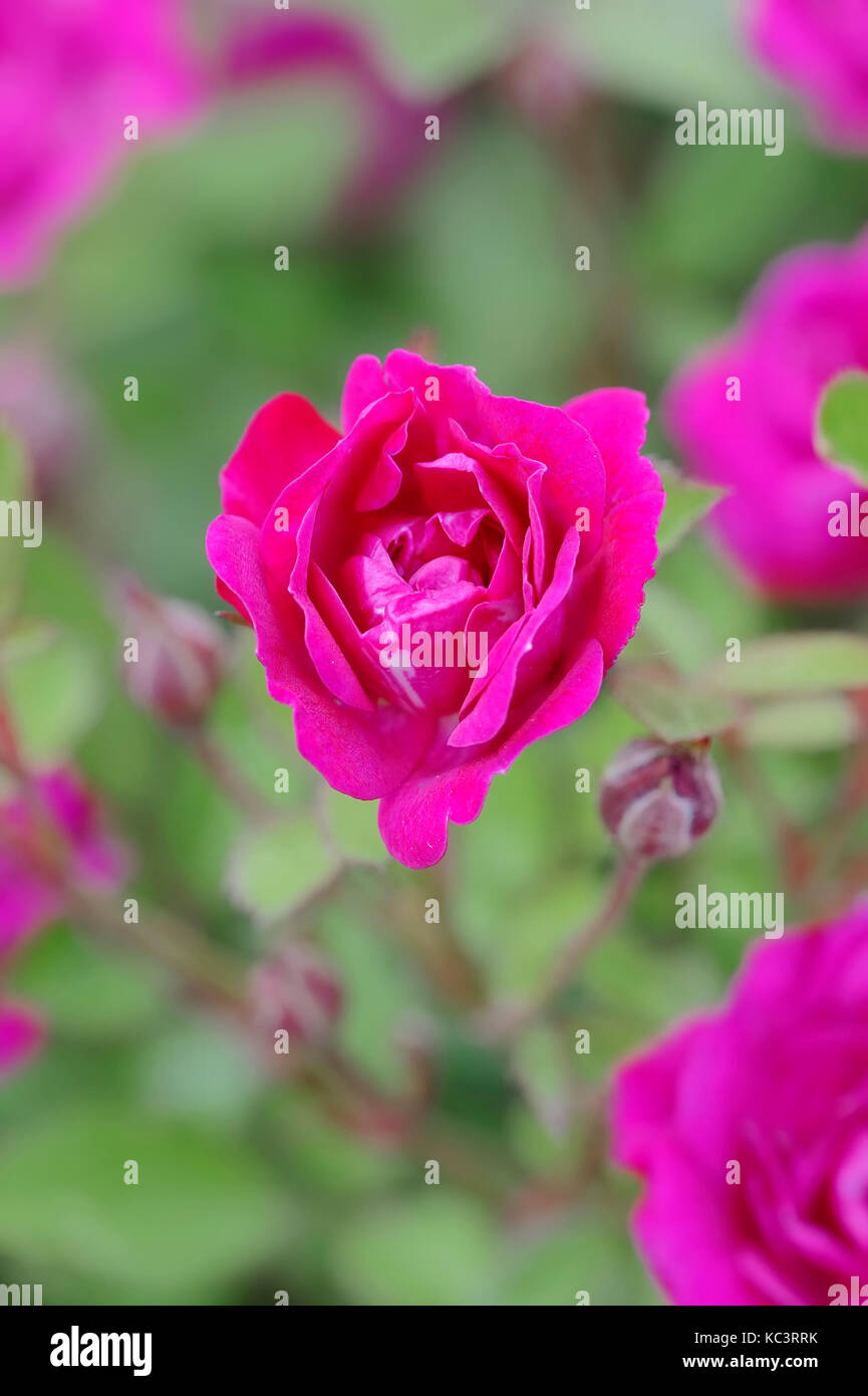 Miniature Rose 'Perle de Alcanada' / (Rosa sp.) | Miniatur-Rose 'Perle de Alcanada' / (Rosa spec.) Stock Photo