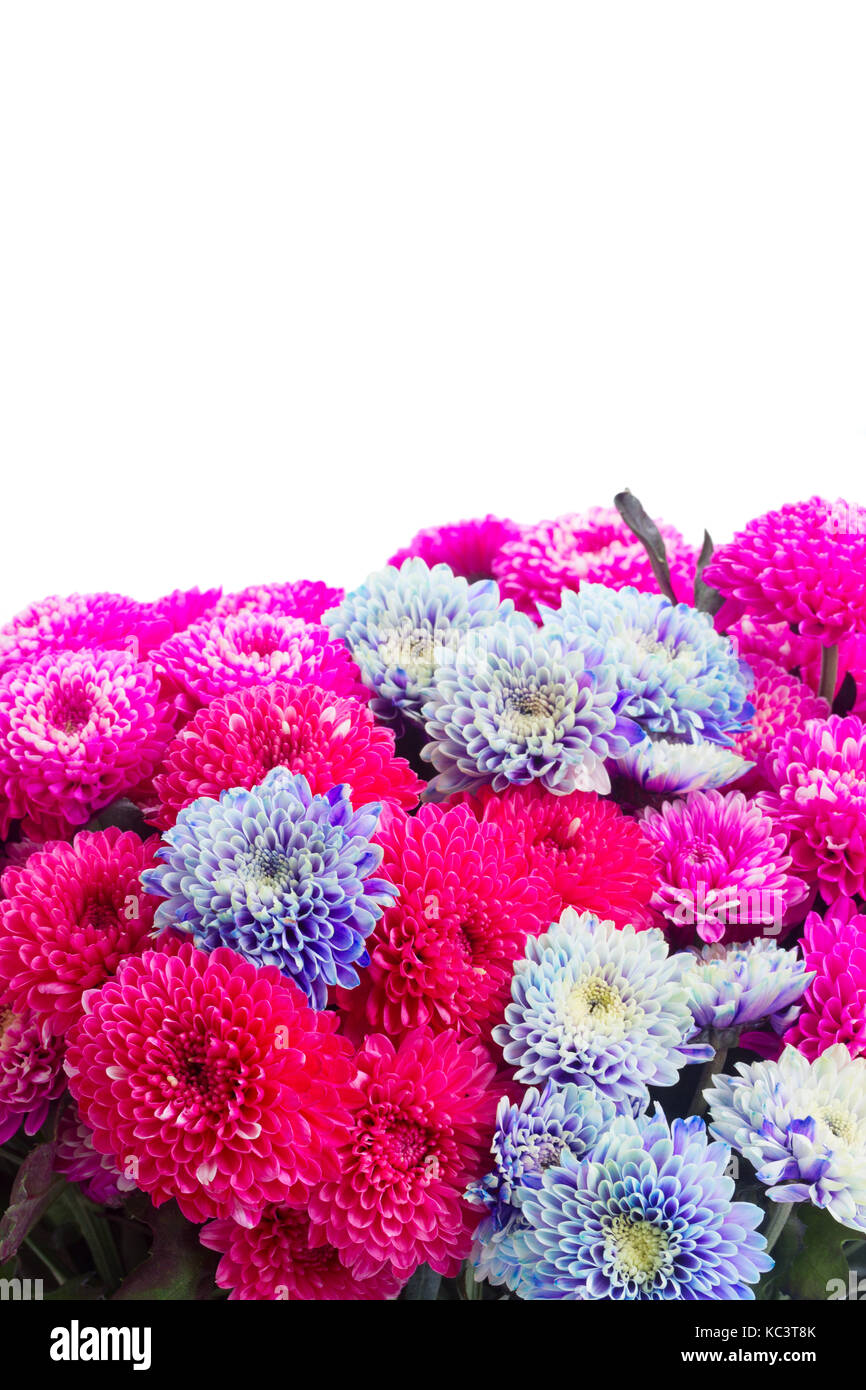 blue chrysanthemum flowers Stock Photo Alamy