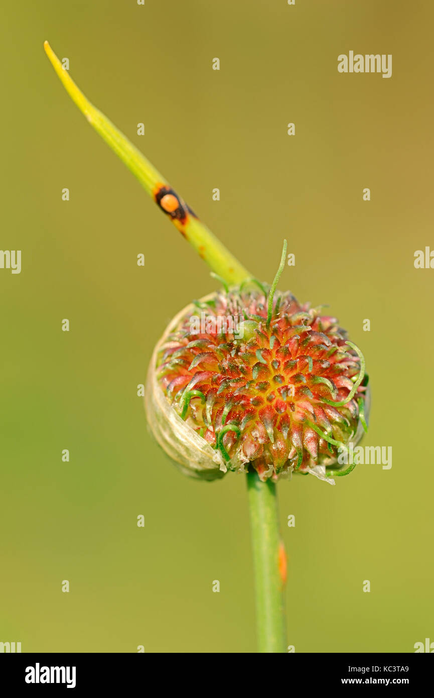 Wild Garlic, North Rhine-Westphalia, Germany / (Allium vineale) | Weinberg-Lauch, Nordrhein-Westfalen, Deutschland Stock Photo