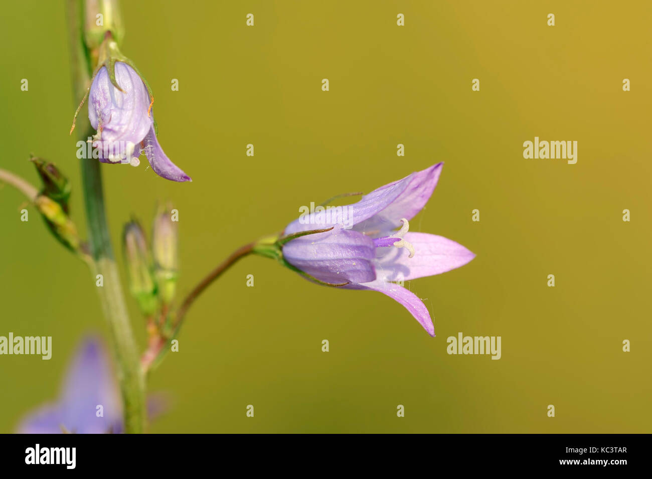 Rampion Bellflower, North Rhine-Westphalia, Germany / (Campanula rapunculus) | Rapunzel-Glockenblume, Nordrhein-Westfalen, Deutschland Stock Photo