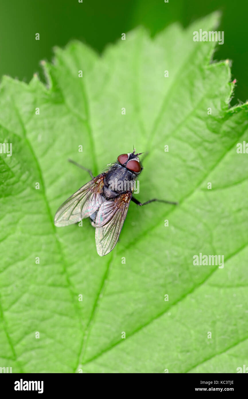 Cluster Fly, male, North Rhine-Westphalia, Germany / (Pollenia sp.) | Schmeissfliege, maennlich, Nordrhein-Westfalen, Deutschland Stock Photo