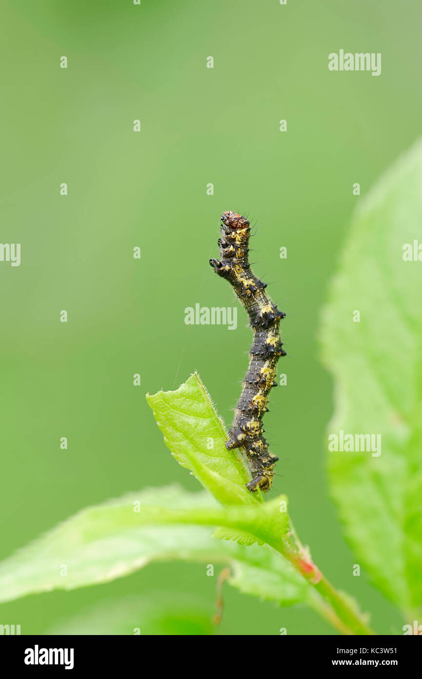 Pale Brindled Beauty, caterpillar, North RhineWestphalia, Germany / (Apocheima pilosaria