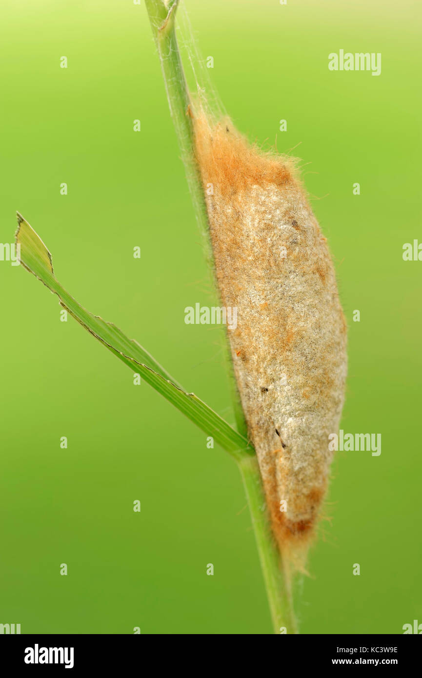 Drinker Moth, cocoon, North Rhine-Westphalia, Germany / (Philudoria potatoria) | Grasglucke, Kokon, Nordrhein-Westfalen, Deutschland Stock Photo