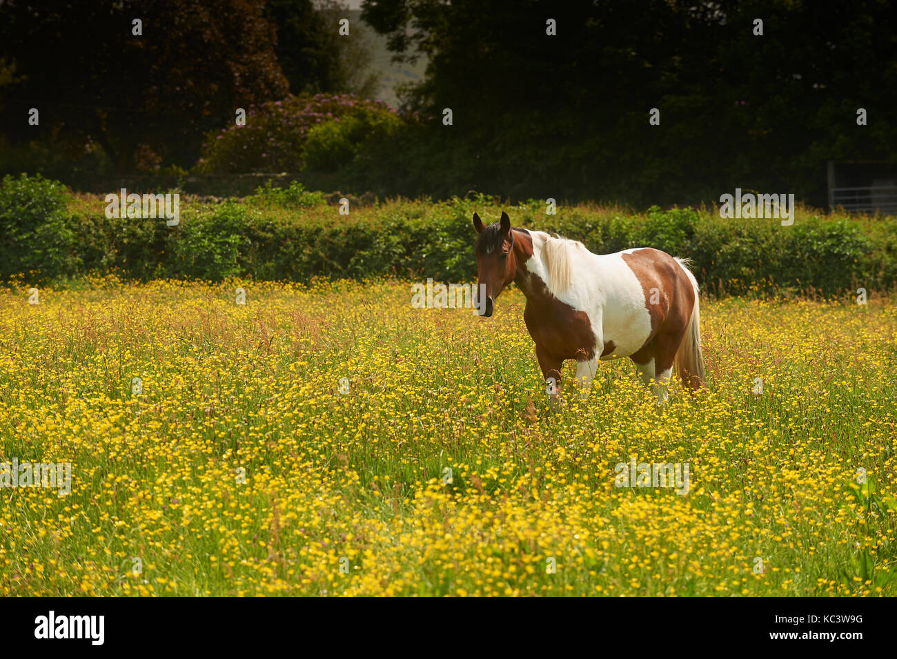Skewbald horse in field of yellow buttercups Stock Photo Alamy