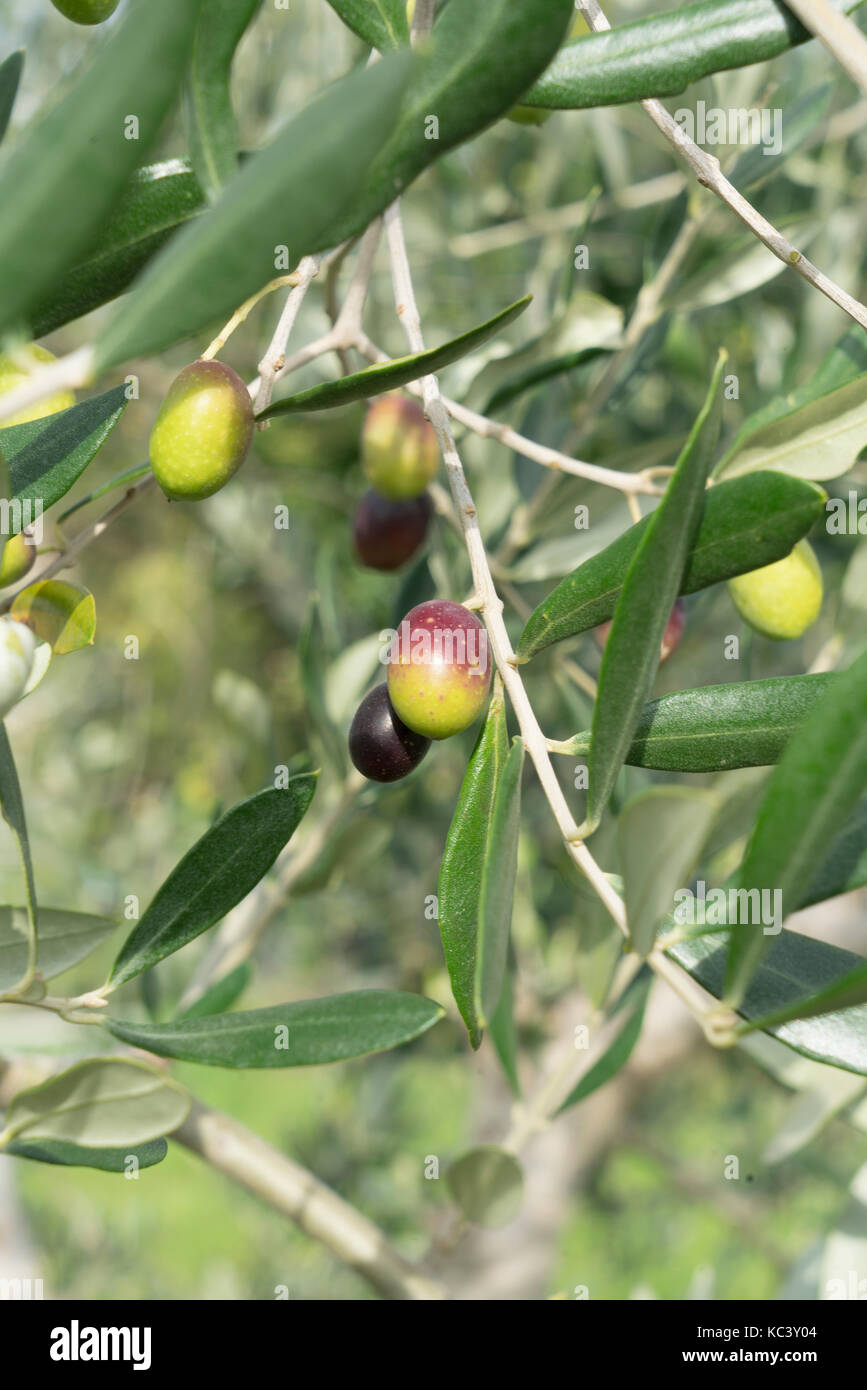 Olives On White Stock Photo - Download Image Now - Olive - Fruit