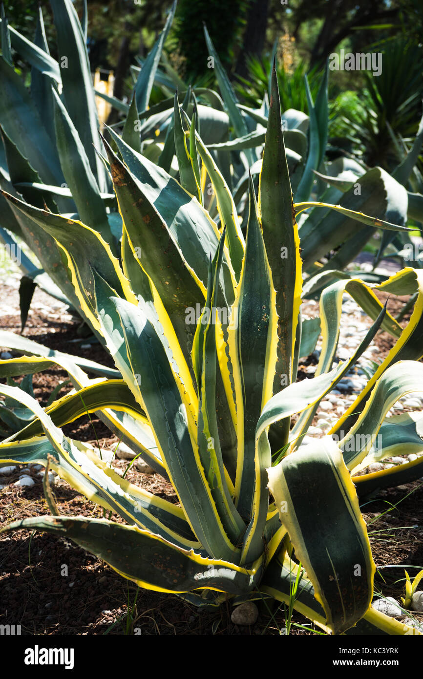 Agave cactus in outdoor garden summer time Stock Photo - Alamy