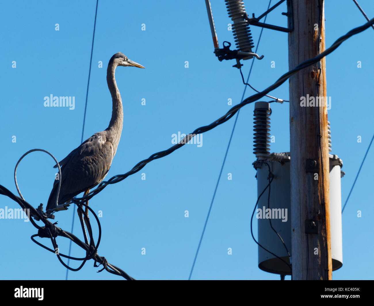 Quebec,Canada. A Grey Heron sitting on electric wires Stock Photo