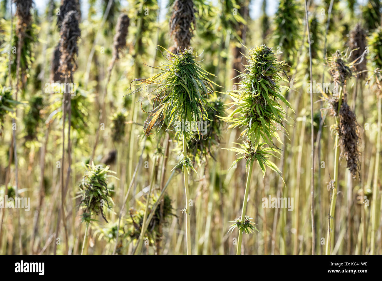 Field of Cannibas sativa, or Hemp near Dauphin, Manitoba, Canada. Stock Photo