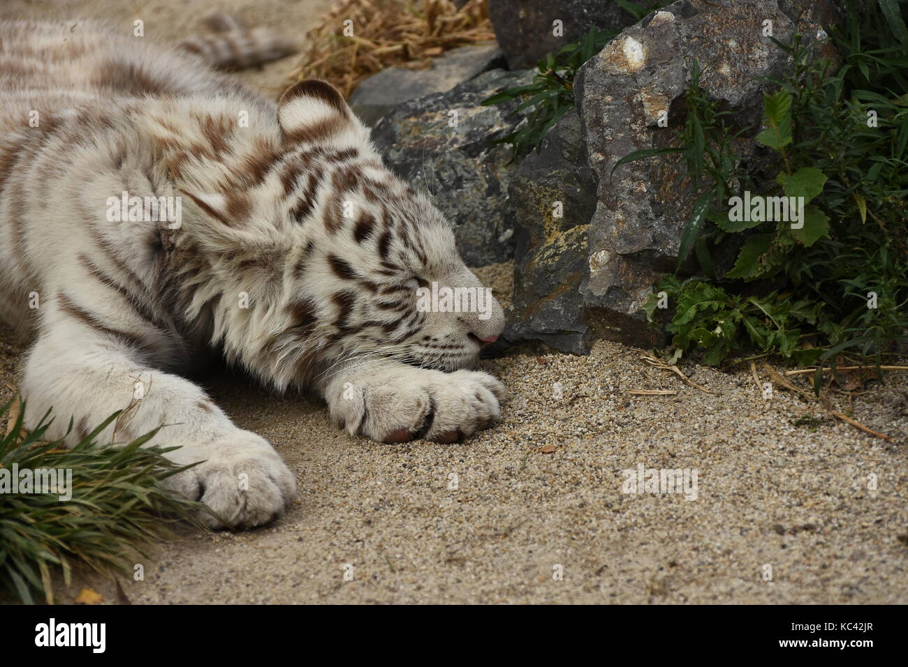 White tiger cub Stock Photo Alamy