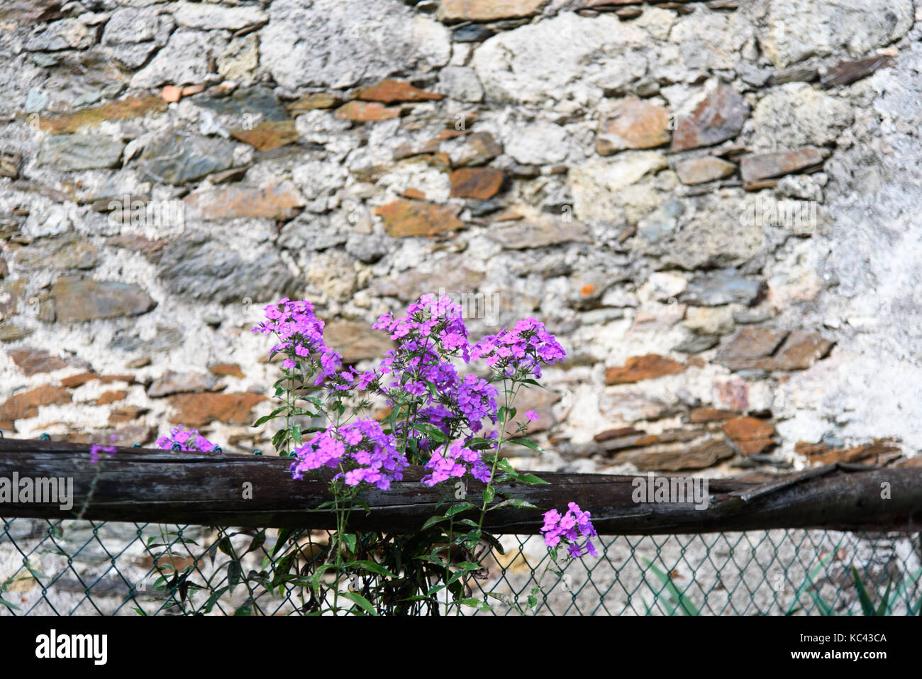 Flowers and flowered balconies Stock Photo Alamy