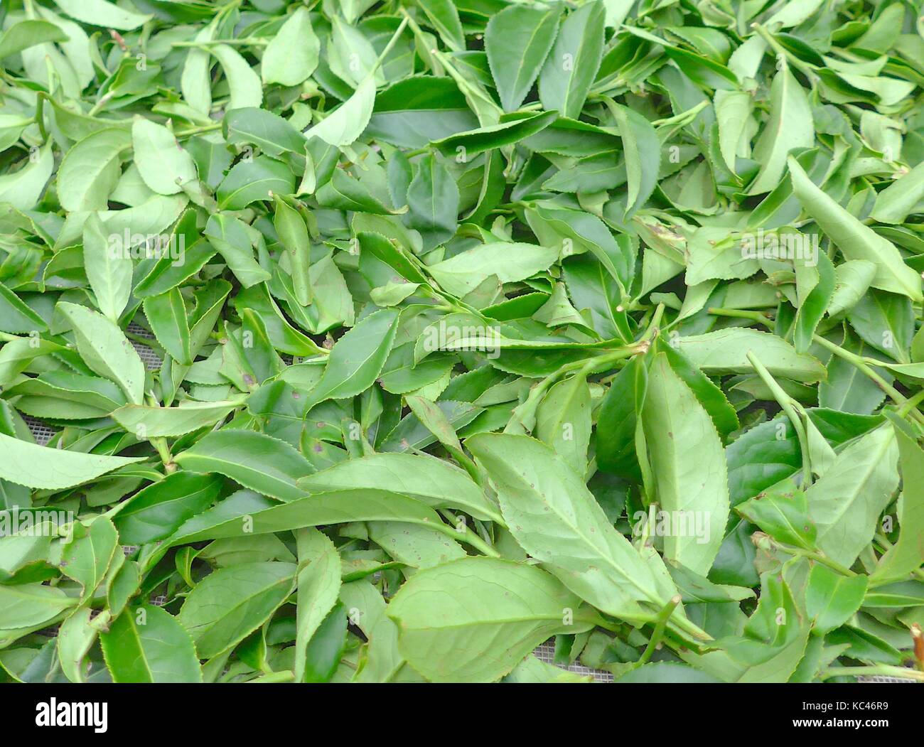 Fresh tea leaves closeup Stock Photo Alamy