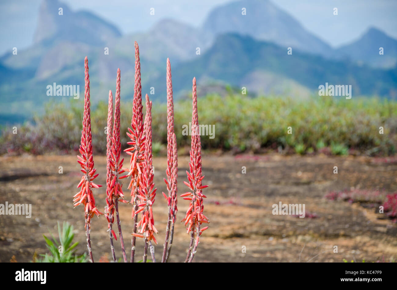 Landscape with beautiful red flower and mountains of interior of Angola in background, Southern Africa Stock Photo