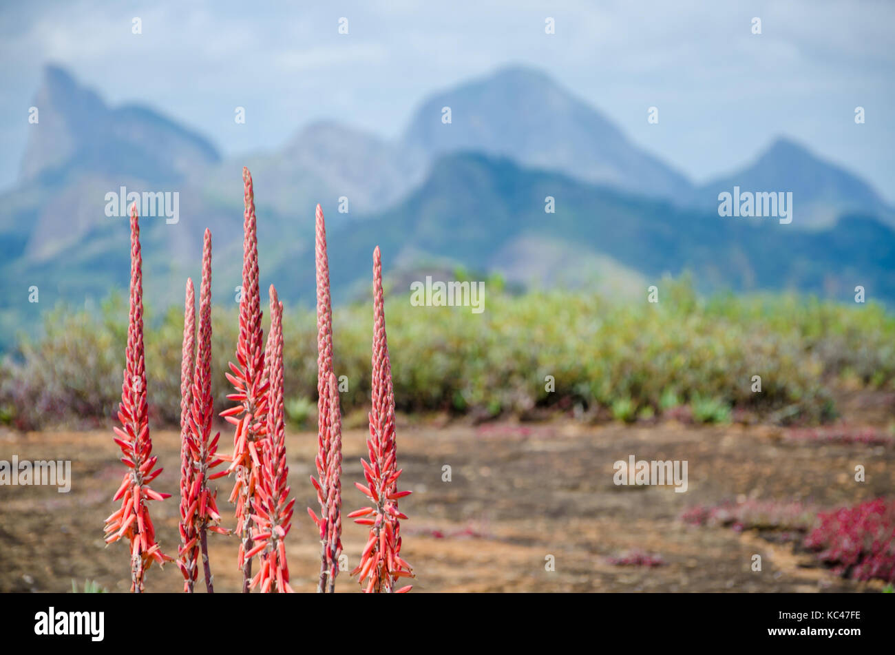 Landscape with beautiful red flower and mountains of interior of Angola in background, Southern Africa Stock Photo