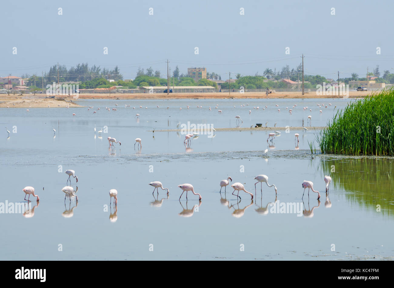 Flamingos feeding in laggon of desert town Lobito, Angola, Southern Africa Stock Photo