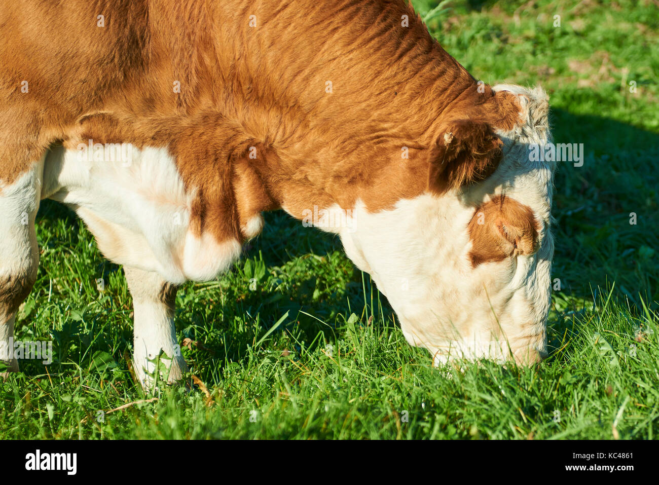 Herd of cows at sunset summer green field Stock Photo - Alamy