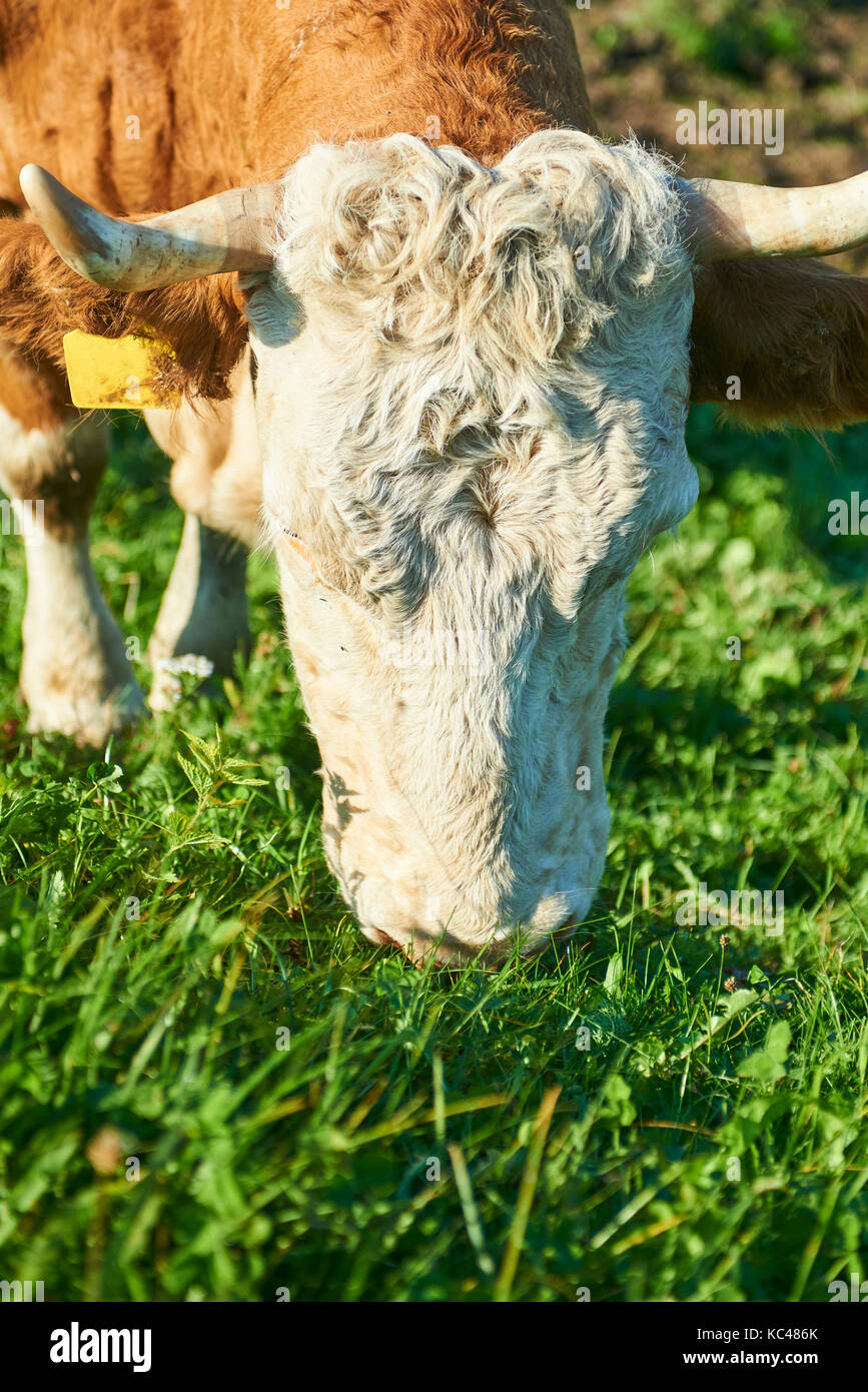 Herd of cows at sunset summer green field Stock Photo - Alamy