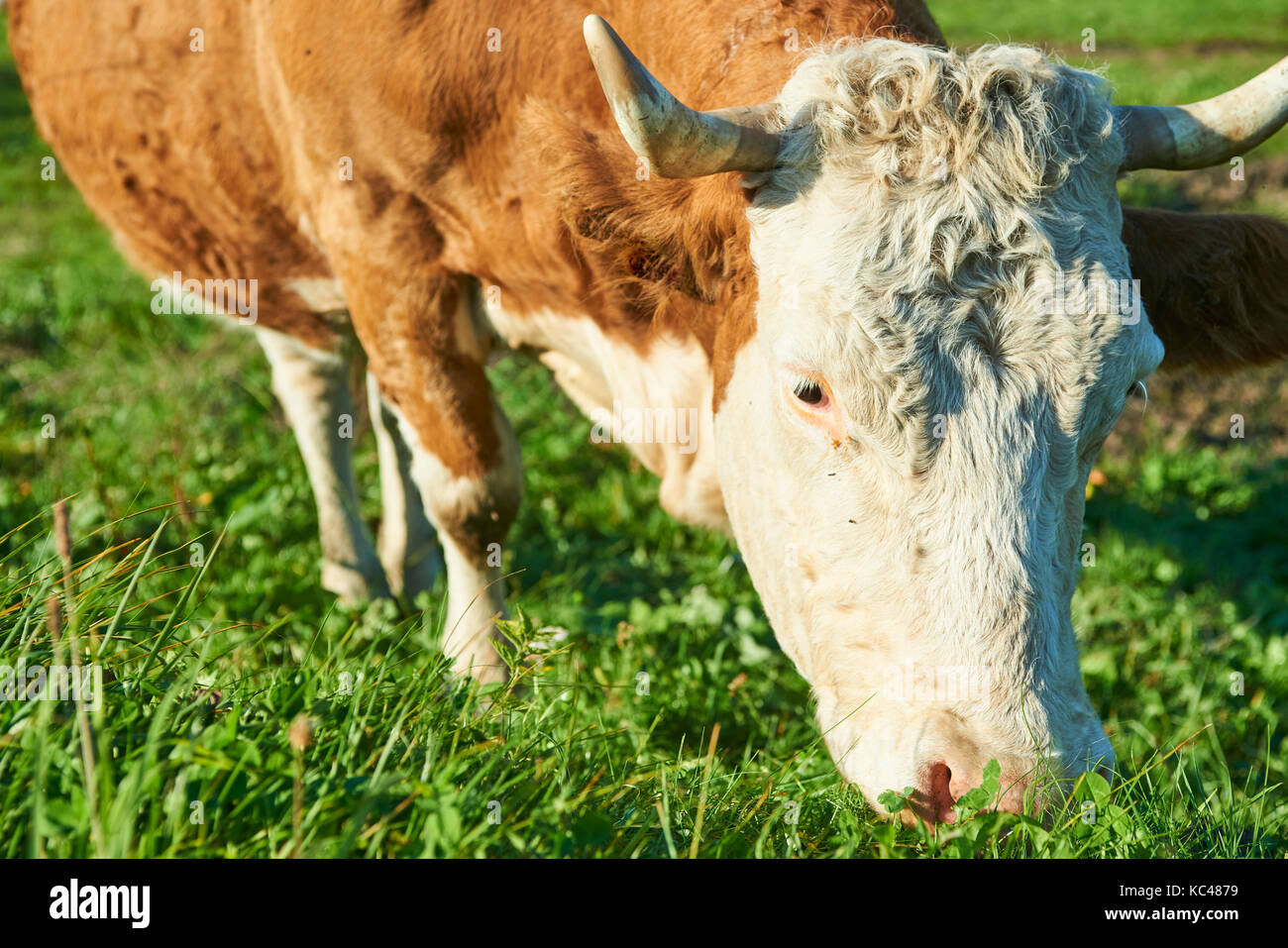 Herd of cows at sunset summer green field Stock Photo - Alamy