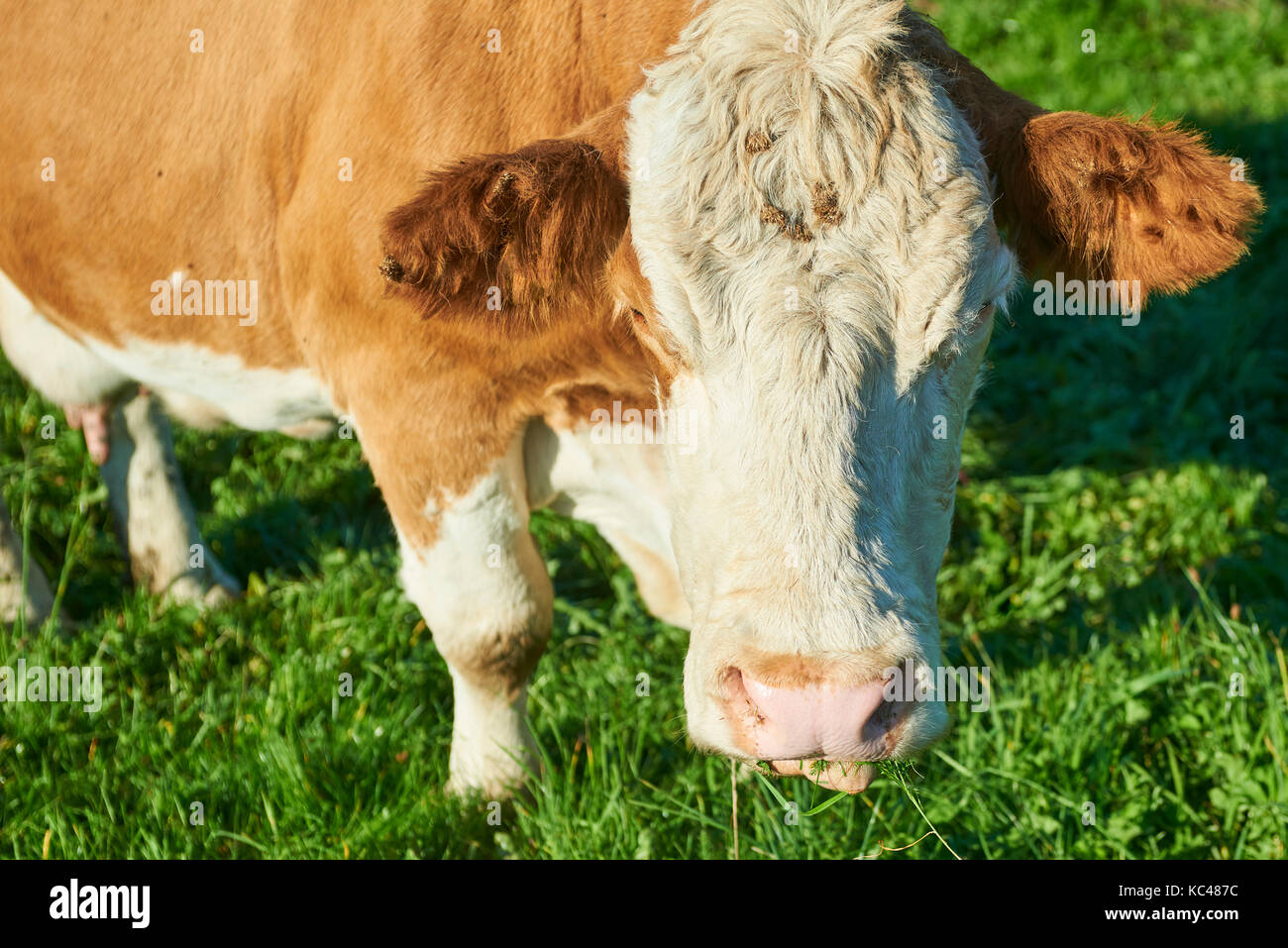 Herd of cows at sunset summer green field Stock Photo - Alamy