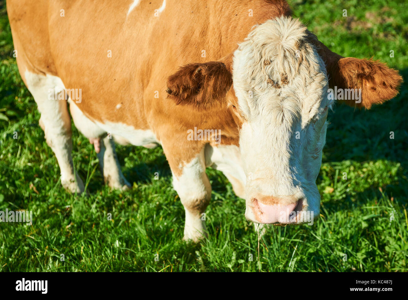 Herd of cows at sunset summer green field Stock Photo - Alamy