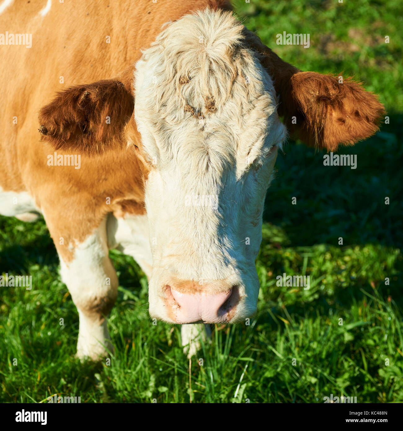Herd of cows at sunset summer green field Stock Photo - Alamy